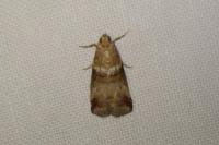 Acrobasis tumidana