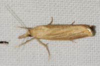 Ematheudes punctella