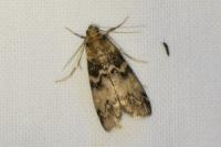 Euzophera pinguis