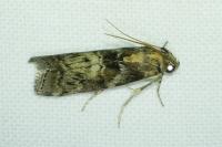 Phycita roborella