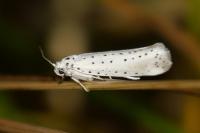 Yponomeuta padella