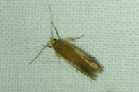Crassa unitella