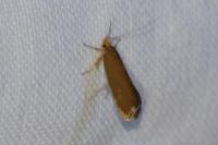 Crassa unitella