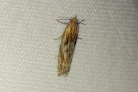 Eucosma