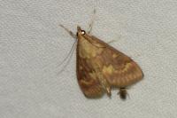 Ostrinia nubilalis