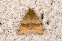 Heliothis viriplaca