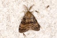 Lymantria dispar