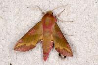 Deilephila porcellus