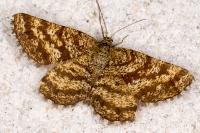 Ematurga atomaria