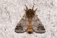 Thaumetopoea pityocampa