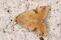 Heliothis peltigera