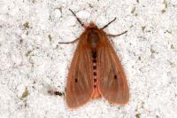 Phragmatobia fuliginosa