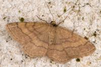 Scopula rubiginata