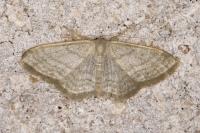 Idaea subsericeata