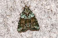Cryphia algae