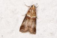 Acrobasis tumidana