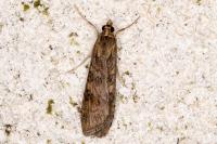 Nomophila noctuella