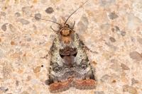 Epilecta linogrisea