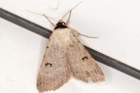 Lygephila craccae