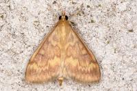 Ostrinia nubilalis