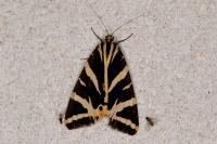 Euplagia quadripunctaria