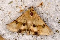 Heliothis viriplaca