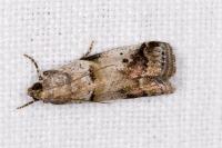 Acrobasis