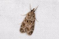 Eudonia mercurella
