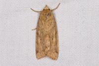 Cosmia trapezina