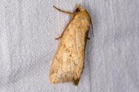 Cosmia trapezina