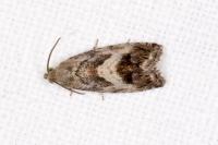 Cydia splendana