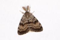 Lymantria dispar