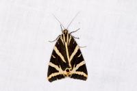Euplagia quadripunctaria