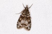 Eudonia mercurella
