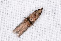 Nephopterix angustella