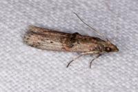Nephopterix angustella