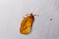 Euthrix potatoria