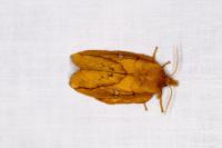 Euthrix potatoria