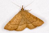 Paracolax tristalis
