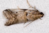 Acrobasis fallouella