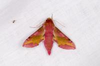 Deilephila porcellus
