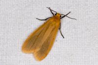 Wittia sororcula
