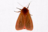 Phragmatobia fuliginosa