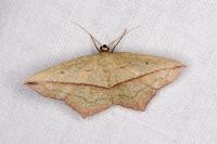 Timandra comae