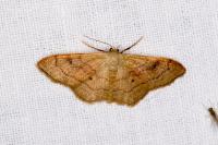 Idaea rubraria