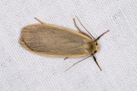 Collita griseola