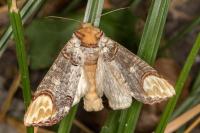 Phalera bucephala