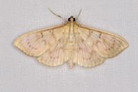 Patania ruralis