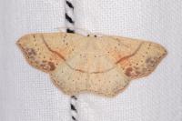 Cyclophora punctaria