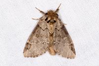 Drymonia obliterata